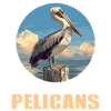 Pélicans Pélican
