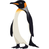 Pinguine Pinguin
