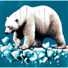ours blanc