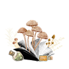 Library of the Mushroom Kingdom