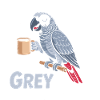 Oiseau Perroquet Gris D'Afrique Humour