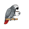 Oiseau Perroquet Gris D'Afrique Humour