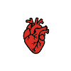 cuore_anatomico