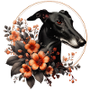 Galgo Blackbeauty No02