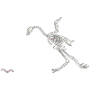 Skeleton Hen