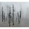 Totholzfichten_im_Nebel