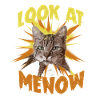 Portrait de chat Regardez-moi maintenant