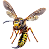 German wasp
