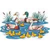 Duck Family Pond Scene