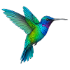Rainbow Hummingbird Flight