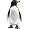 Pingouins Pingouin