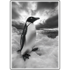 Pingouins Pingouin