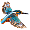 kingfishers