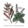 Cinnamon & Basil - Botany