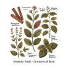 Aromatic Study – Zimt & Basilikum
