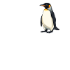 Pingouins Pingouin