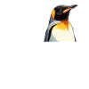 Pingouins Pingouin