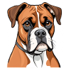 Boxer Portrait