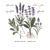 Botanical Medicinal Herbs