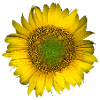 Golden sunflower in the foreground