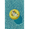Sunlit Cat on Yellow Pool Float