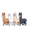 Alpacatles Llama Alpaca