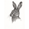 Not just another Rabbit