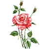 Fleur