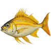 Yellow Orange Tropical Fish Illustration