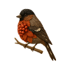 Bullfinch illustration in nature design (Bullfinch)