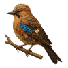 Jays illustration in nature design