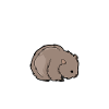 Wombat