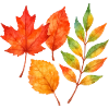 Autumn leaves in watercolour – soft & colourful