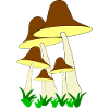 Fungi