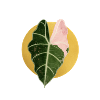 Alocasia im Goldkreis