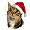 Cat Christmas Winter Hat Snow Winter