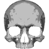 Skull Illustration