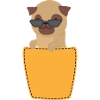 Pug with sunglasses in breast pocket