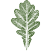 Blatt Eiche - Eichenblatt / Natur & Wald Design