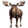 Elk
