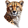 Cheetah