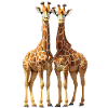 Giraffes
