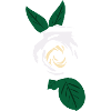 Rose blanche à feuilles vertes