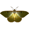 Luminous Moth