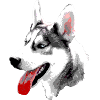 Tête Husky Pop Art