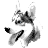 Husky Head Contrast Drawing