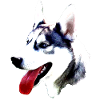 Husky head with red tongue