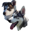 Husky Double Portrait