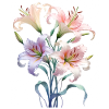 Bouquet de lys pastel