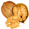 Detailed walnut with open nut